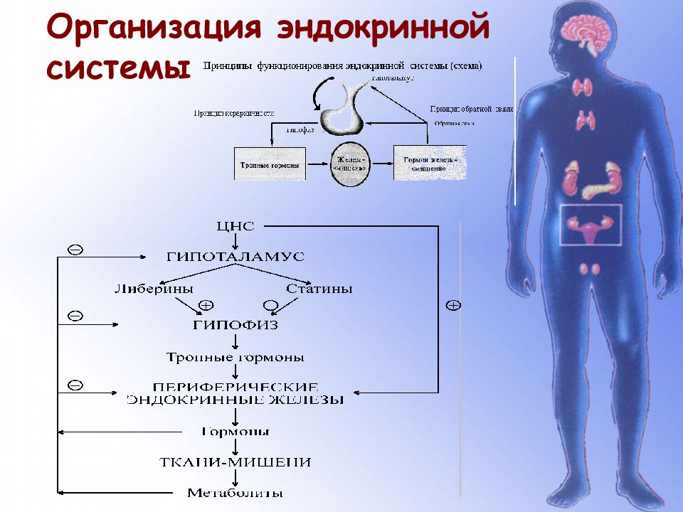 Эндокринология гормоны. Эндокринная система человека схема. Гормоны желёз внутренней секреции. Эндокринная система организма. Схема. Гормоны человека схема.