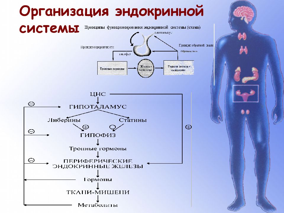 Структурная организация эндокринной системы. Эндокринная система человека гормоны. Эндокринная система человека схема. Уровни организации эндокринной системы.