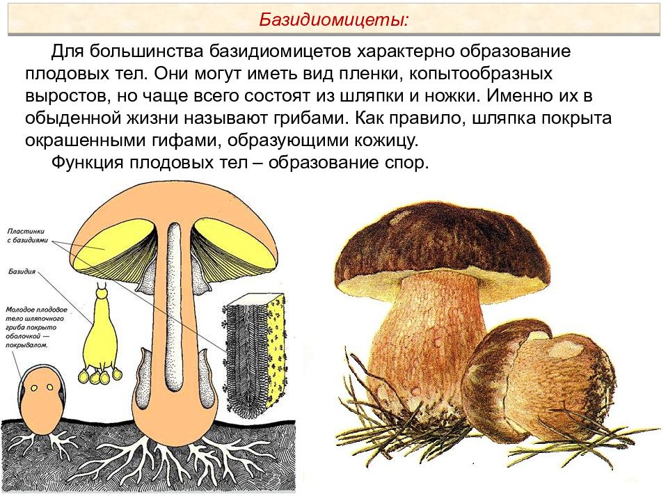 Пименов презентация грибы