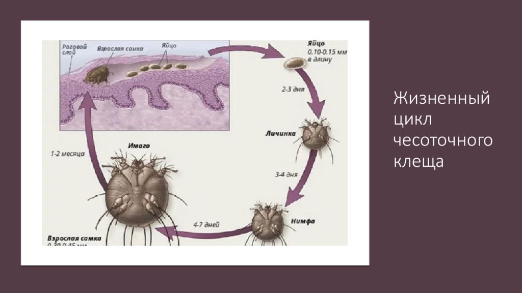 Чесоточный клещ презентация