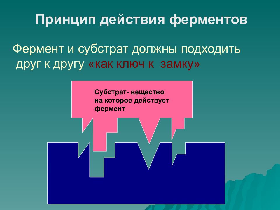 Действие ферментов. Принцип действия ферментов. Субстрат фермента это. Теории действия ферментов. Вещество на которое действует фермент.