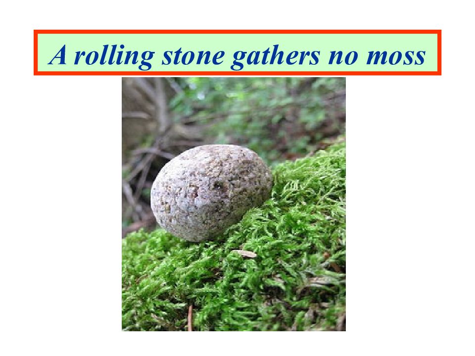 Moss перевод. A Rolling Stone gathers no Moss. Rolling Stone gathers no Moss перевод. Moss перевод на русский. Эквивалентность по Комиссарову a Rolling Stone gathers no Moss.