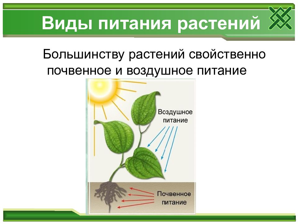 Воздушное питание корня. Почвенное и воздушное питание растений. Питание растений биология. Минеральное и воздушное питание растений. Схема питания растений.