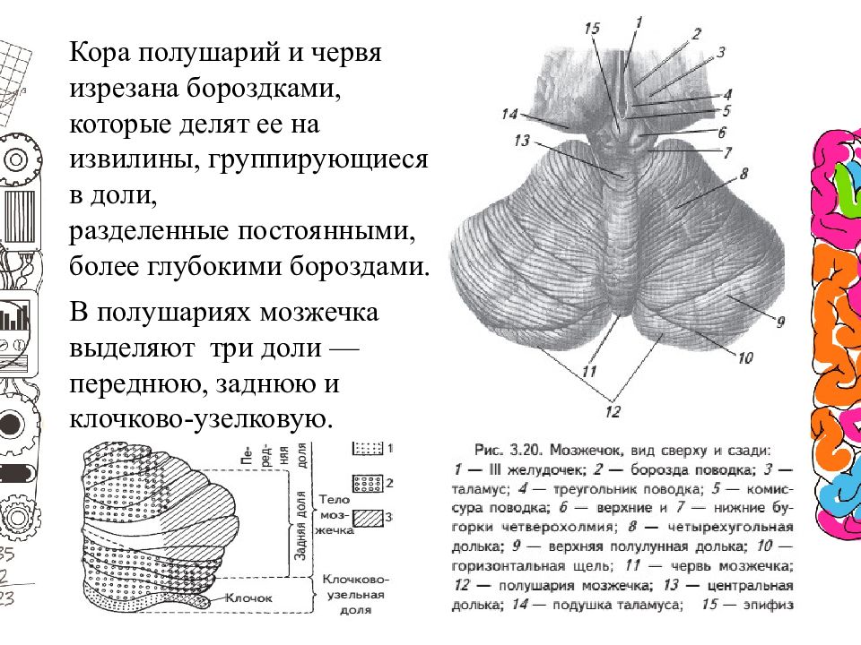 Борозды полушарий мозжечка. Червь мозжечка. Борозды и извилины мозжечка. Мозжечок червь и полушария.