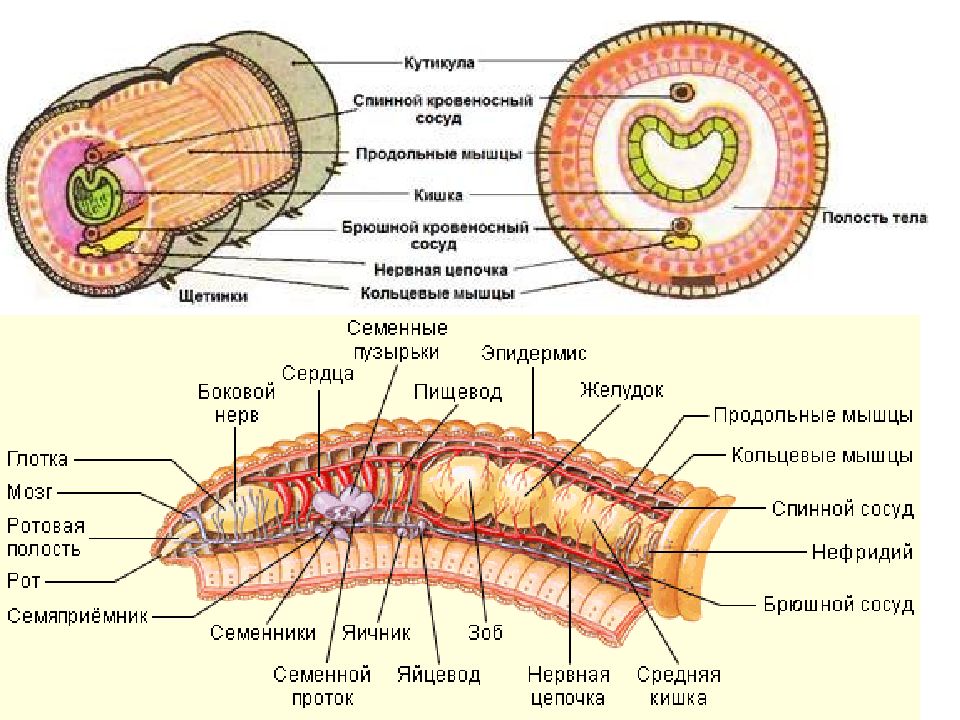 Плоские черви первичная полость тела. Полость тела круглых червей 7 класс. Пищеварительная система плоских червей. Пищеварительная система плоского червя. Первичная полость у круглых червей.