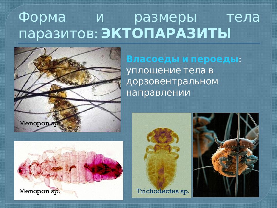 Наружных паразитов. Адаптации паразитов к паразитическому образу жизни. Эктопаразиты человека примеры.