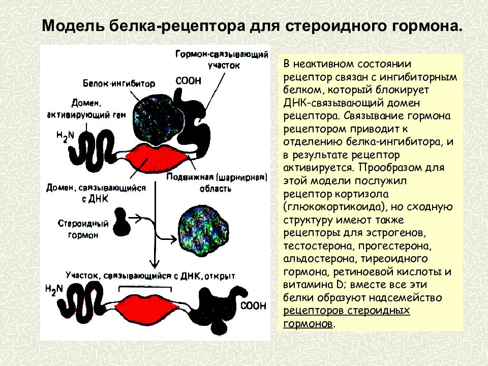 Регуляция клеток