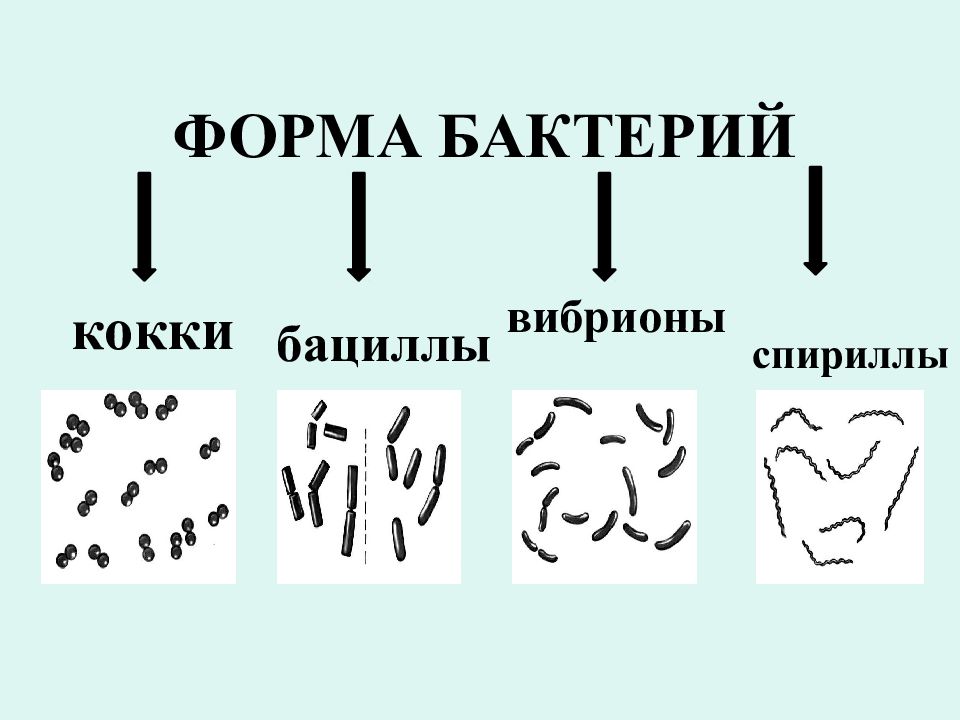 Форма бактерии вибрионы рисунок