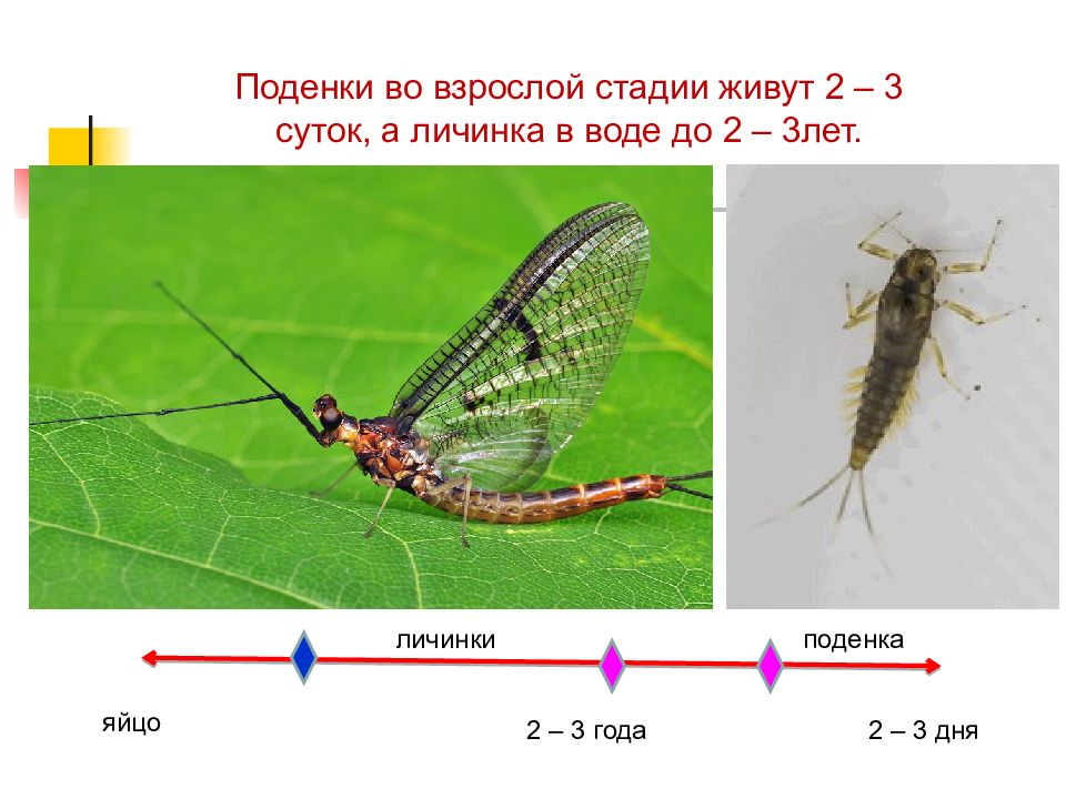 Презентация периодизация и продолжительность жизни животных 7 класс презентация