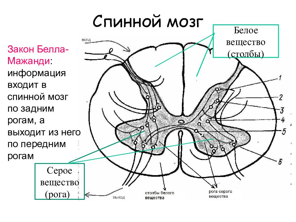 Передний столб спинного мозга. Структура белого вещества спинного мозга. Борозды спинного мозга анатомия. Задние столбы спинного мозга функции. Дорсальные рога спинного мозга.
