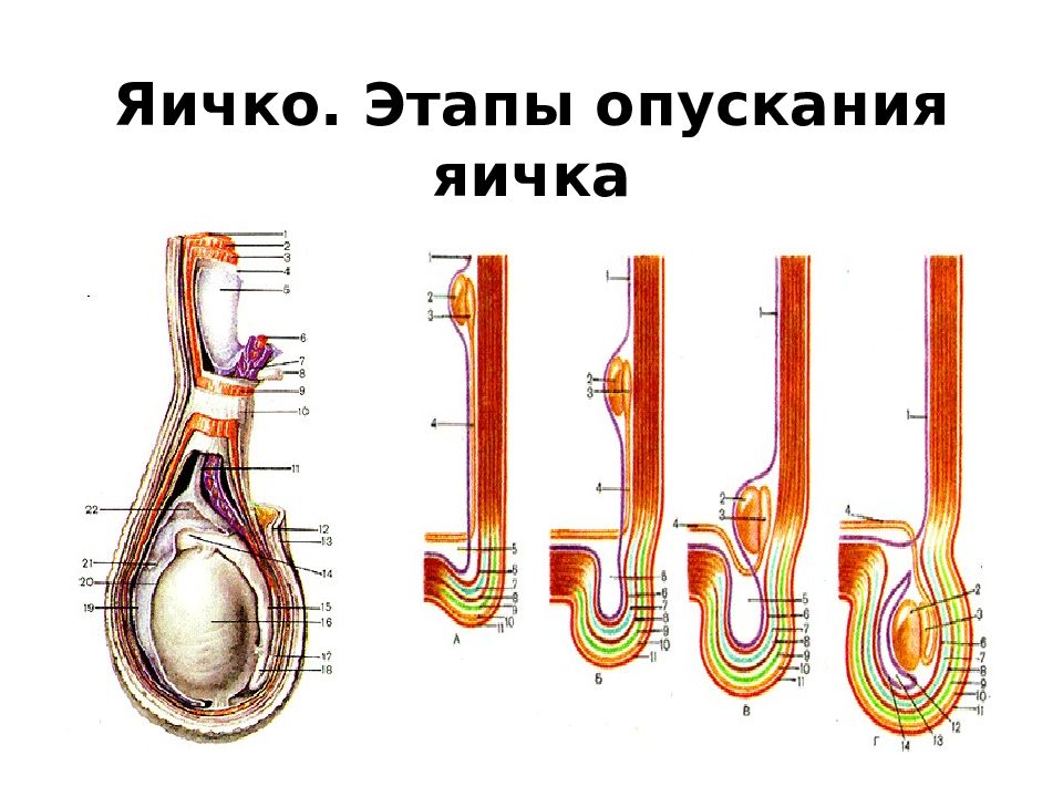 Стадии яйца