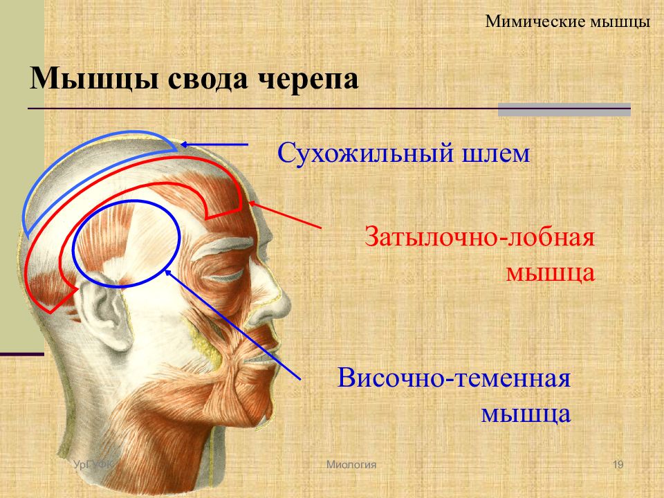 Мышца гордецов фото человека