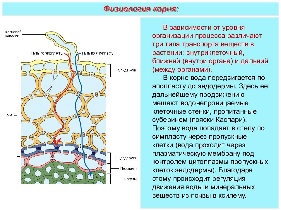 Через корень. Транспорт ассимилятов в растении. Ближний и Дальний транспорт воды. Транспорт воды в растении. Дальний транспорт воды в растениях осуществляется по:.