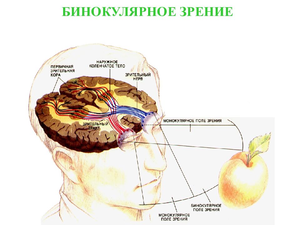 Одновременное зрение. Бинокулярное зрение. Механизм бинокулярного зрения. Бинокулярное зрение и монокулярное зрение. Бинокулярное зрение схема.