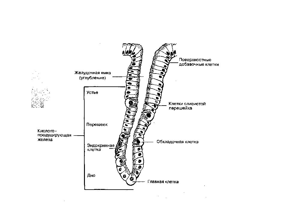 Железы желудка строение. СОСНОВНЫЕ железы желудка гистология. Фундальные клетки желудка. Строение и функции фундальных желез желудка. Собственные желудочные железы.