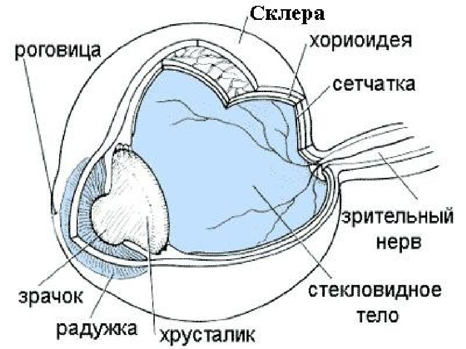 Склера глаза картинка