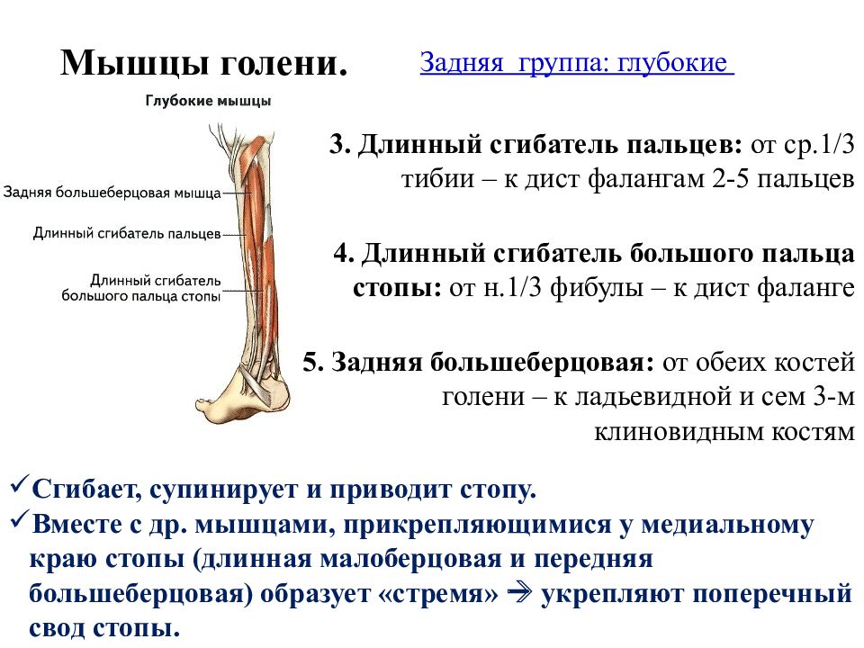 Задняя большеберцовая мышца голени. Задняя большеберцовая мышца функции. Передняя и задняя большеберцовые мышцы. Прикрепление задней большеберцовой мышцы.