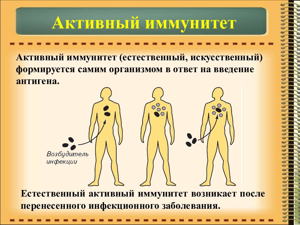 Иммунитет презентация 10 класс биология