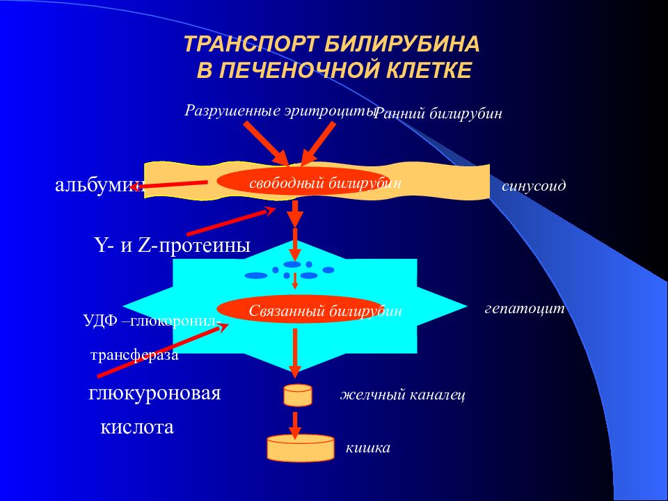 Пигментный обмен схема