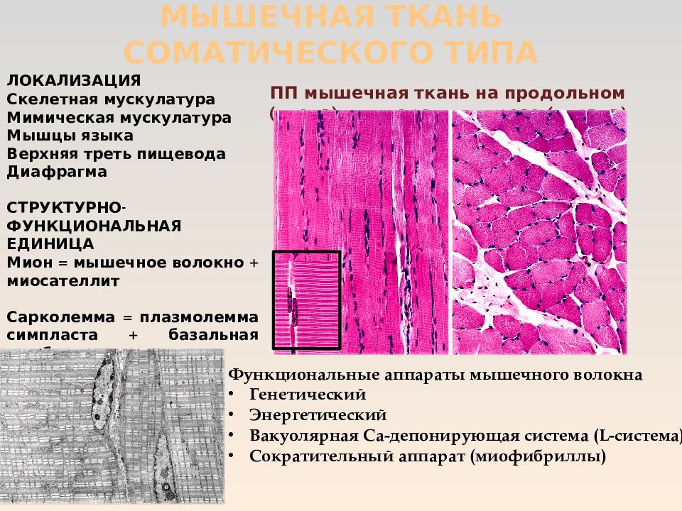 Особенность волокон поперечно полосатой мышечной ткани