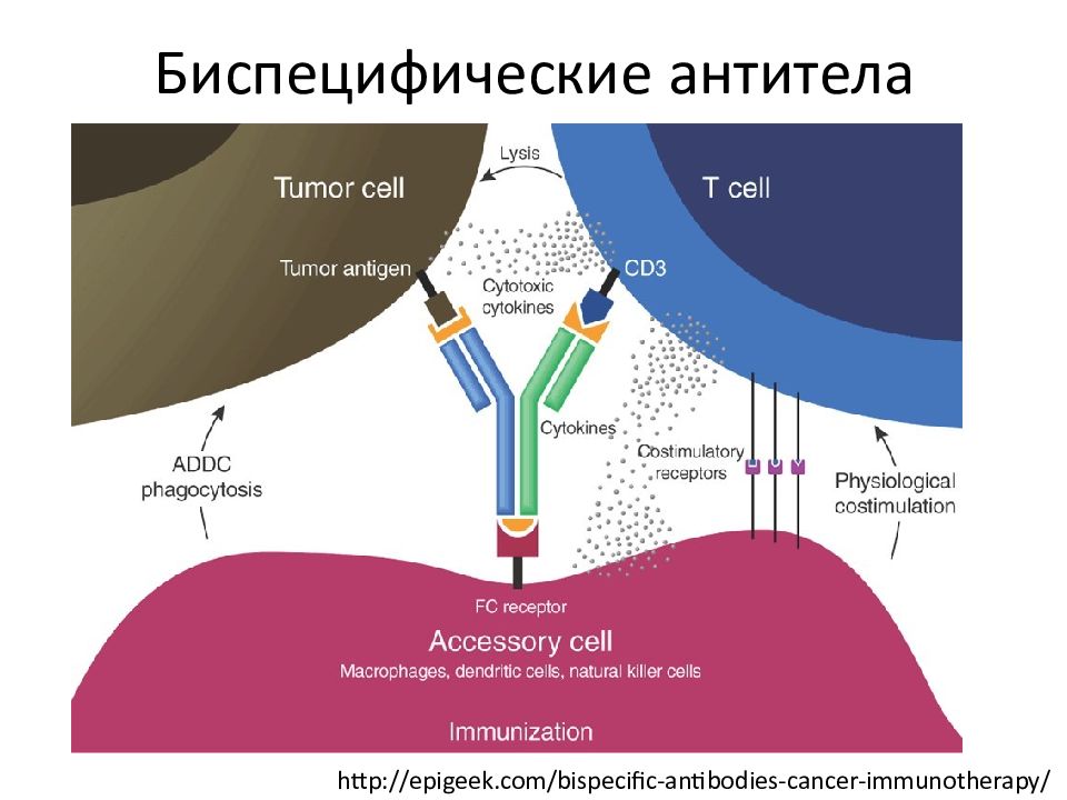 Моноклональные антитела иммунология презентация