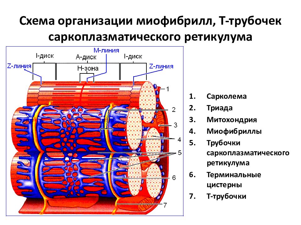 Строение м. Строение саркоплазматического ретикулума мышечного волокна. Трубочки саркоплазматический ретикулум. Строение мышечной клетки саркоплазматический ретикулум. Саркоплазматический ретикулум строение.