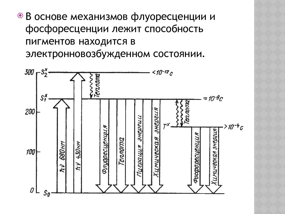Фотосинтетические Пигменты Фотосинтетические Пигменты