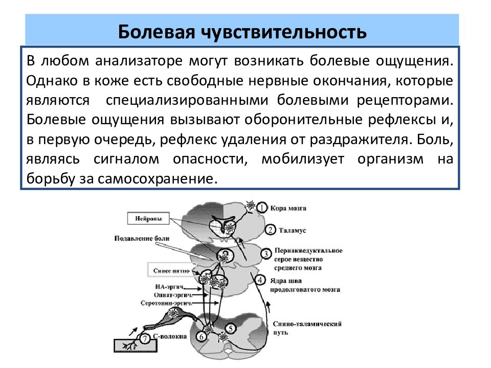 Схема болевой чувствительности