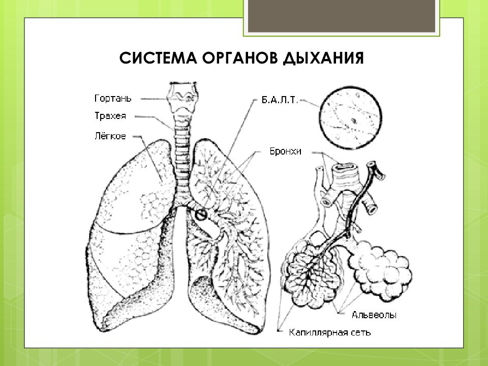 Строение легких