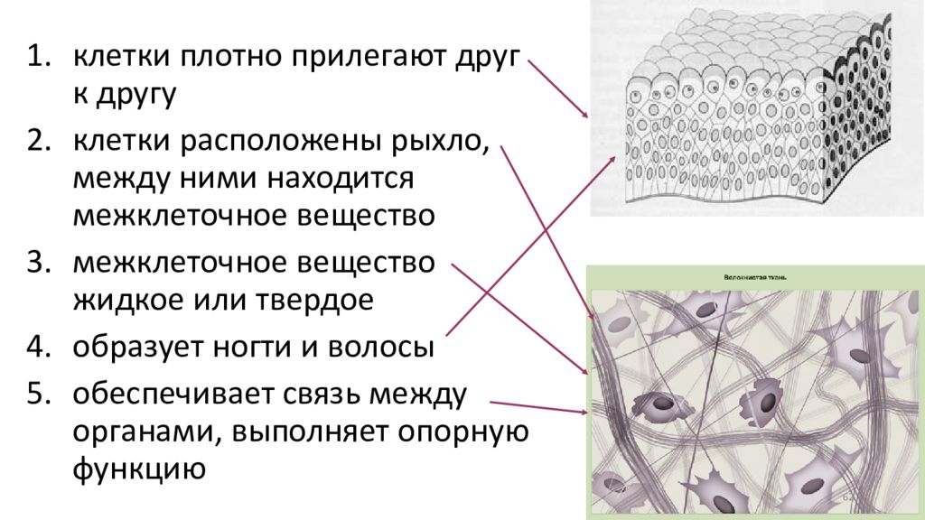 Клетки плотной ткани. Рыхло расположенные клетки. Клетки расположены плотно. Гистология ткани презентация. Клетки плотно прилегают друг.