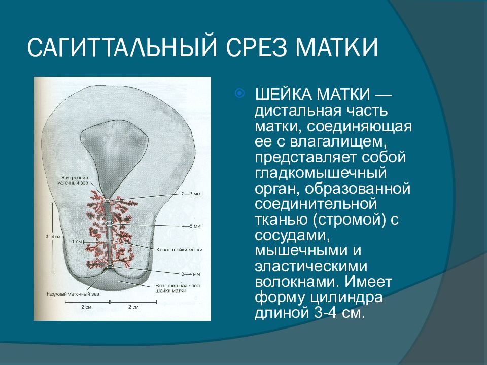 Матка и шейка матки схема