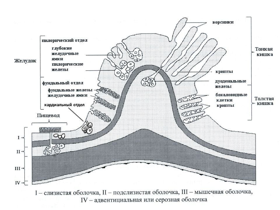 Рельеф внутренней поверхности. Строение желудочной ямки. Рельеф пищеварительной трубки. Желудочные ямки гистология. Отделы желудка желудочные ямки.