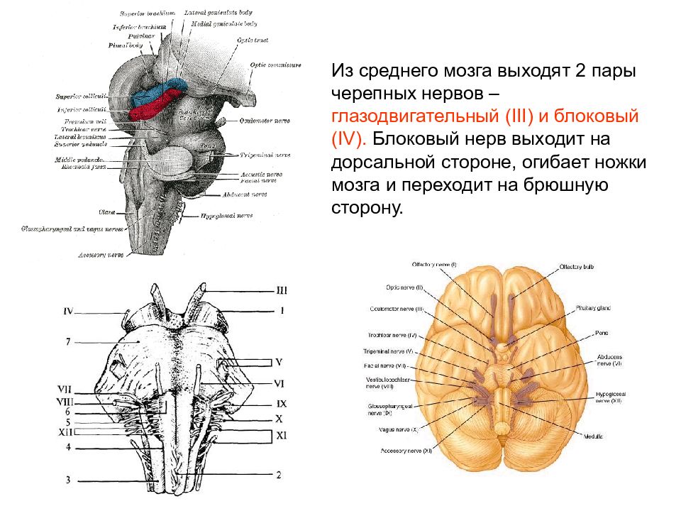 Средний мозг черепно мозговые нервы. Блоковый нерв среднего мозга. Черепно мозговые нервы блоковидный нерв. Ядра среднего мозга ядро блокового нерва. Черепно мозговые нервы среднего мозга.