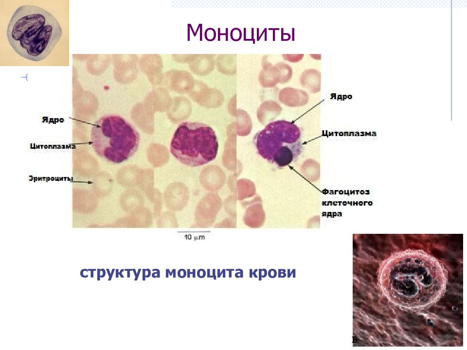 Моноциты это. Моноциты 0.34. Моноциты строение и функции. Моноциты 1.42.