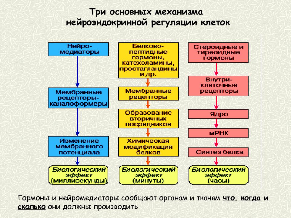 Регуляция клеток