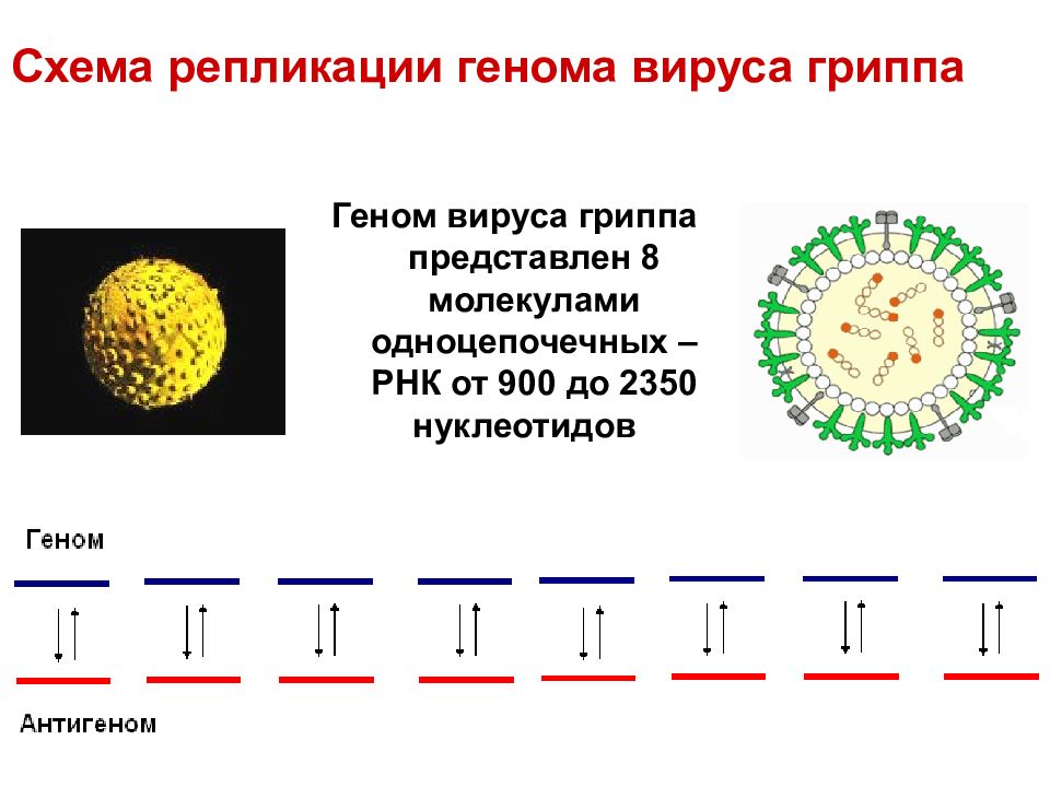 Вирус гриппа схема