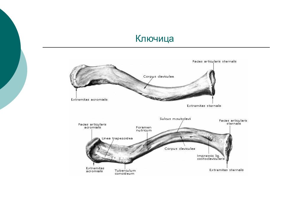 Правая ключица. Анатомическое строение ключицы. Ключица анатомия Синельников. Строение ключицы на латыни. Ключица вид снизу анатомия.