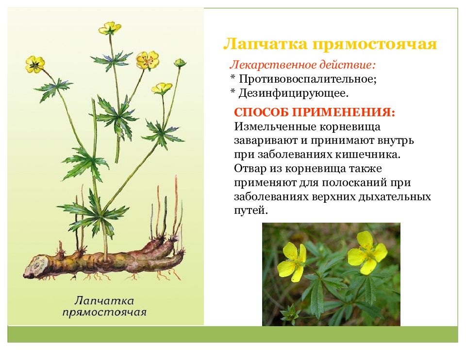 Колган растение для чего применяют фото и описание
