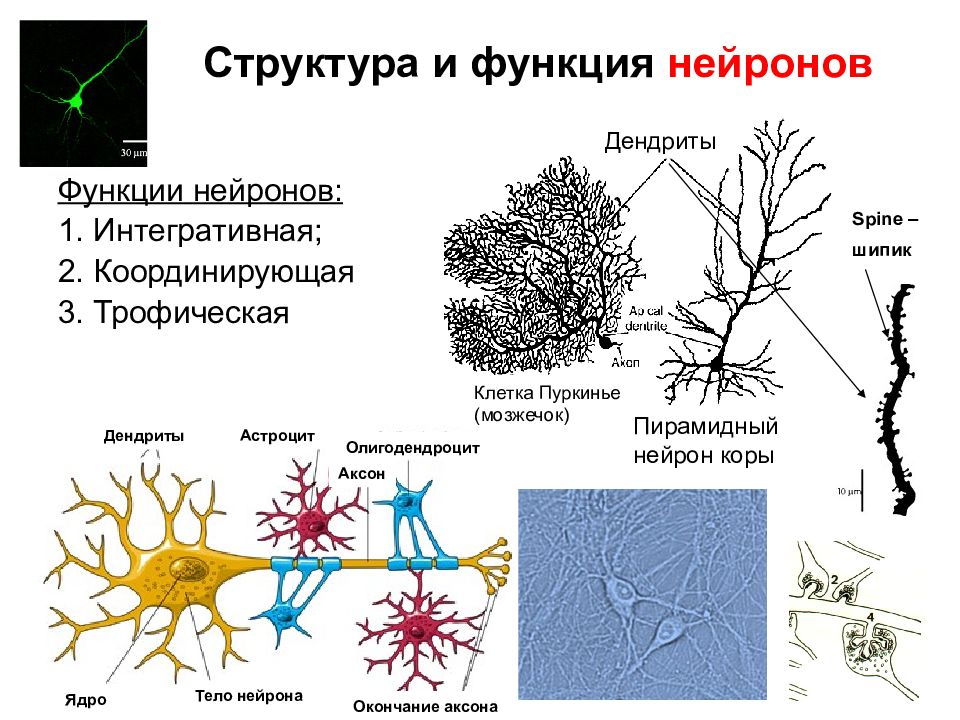 Основные особенности нервной клетки