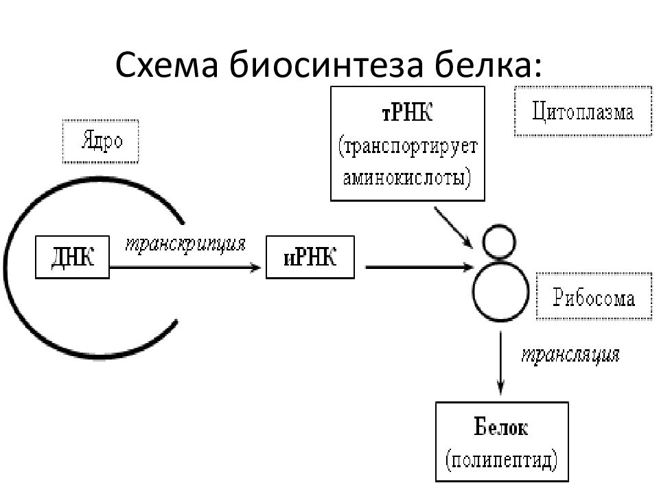 Синтез белков 9 класс. Схема процесса синтеза белка в клетке. Биосинтез белка в клетке 10 класс. Этапы процесса биосинтеза белка.