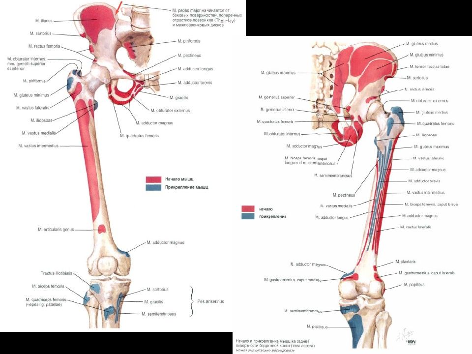 Бедренная зона. Энтезопатия большого вертела бедренной кости. Вертельная зона бедренной кости. Энтезопатии приводящих мышц. Большой вертел мышцы.