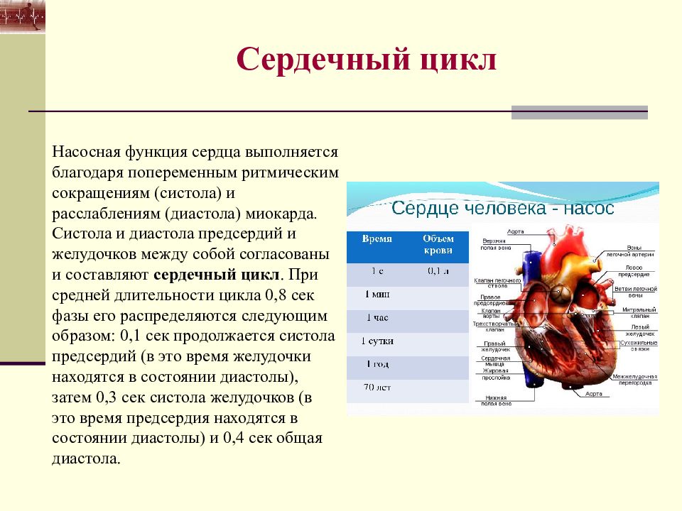 Анатомо физиологические основы мышечной деятельности презентация