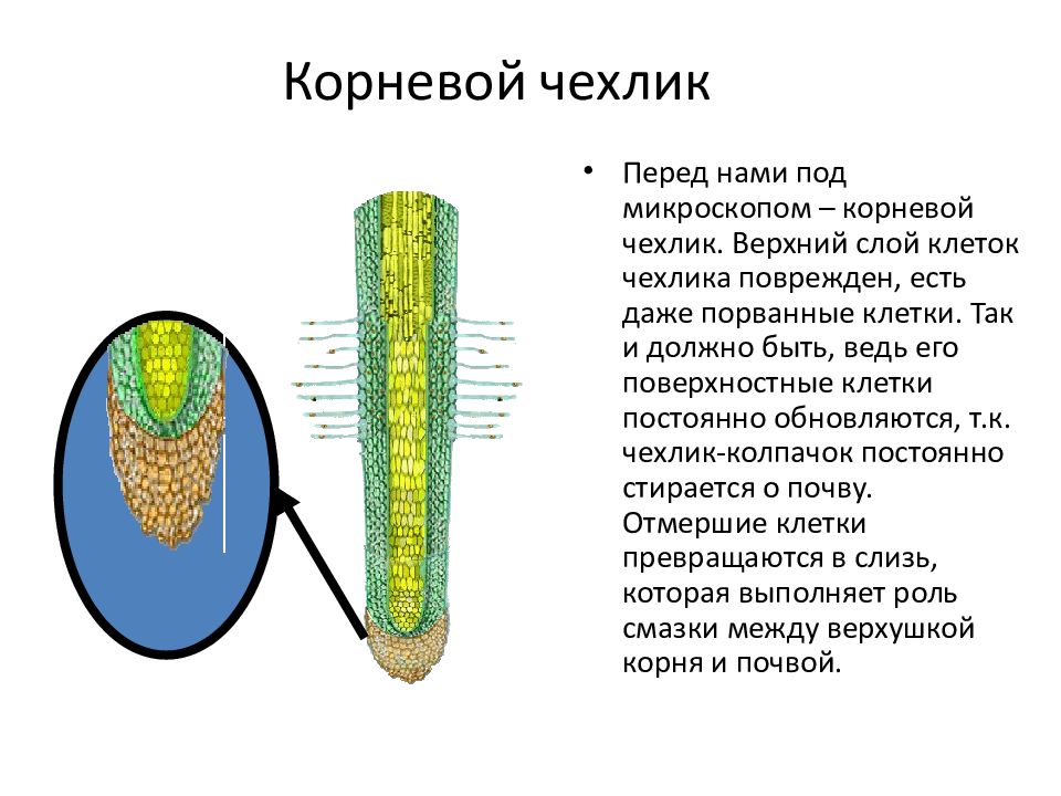 Рисунок кончика корня под микроскопом с описанием