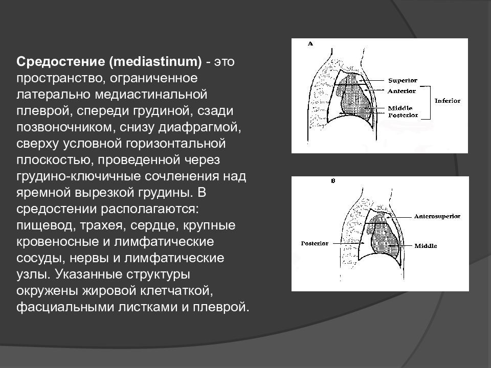 Органы средостения