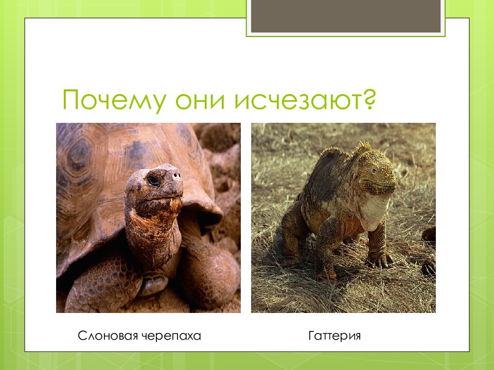 Почему они исчезают?