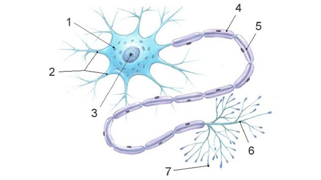 Строение нервной ткани рисунок