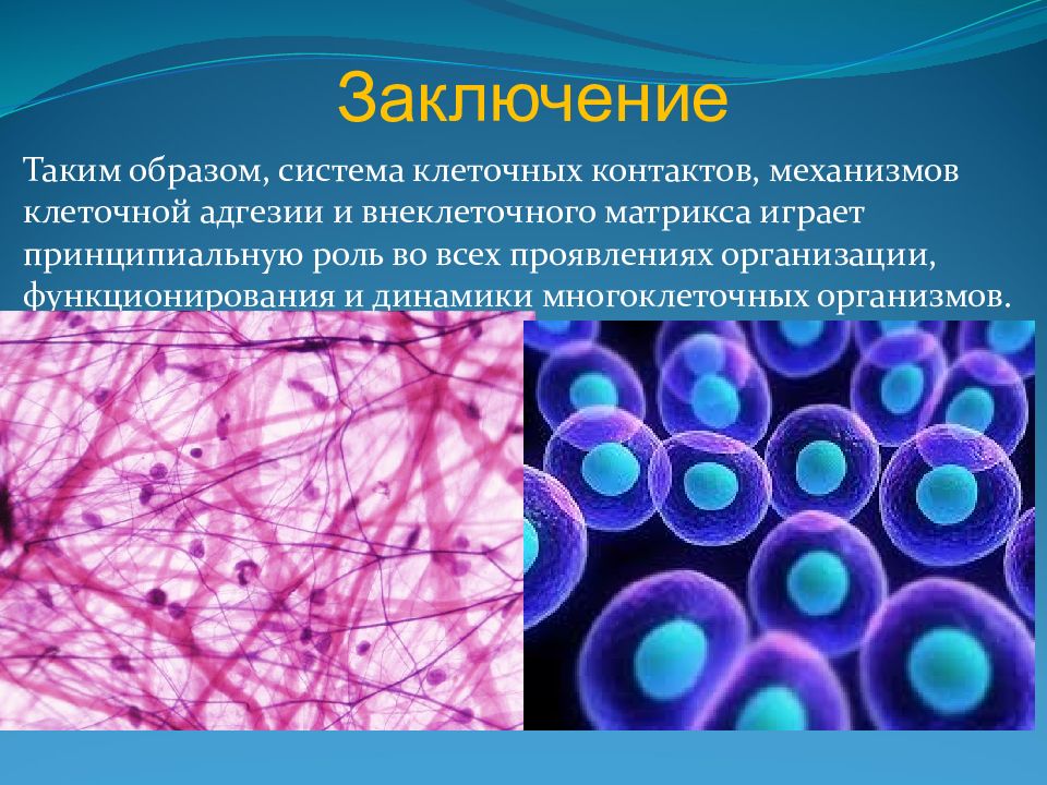 Внеклеточные организмы. Адгезия клеток. Межклеточная адгезия. Внеклеточный Матрикс клетки. Молекулы межклеточной адгезии.