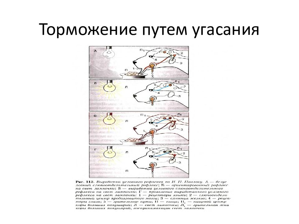 Схема торможения биология