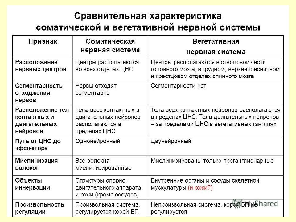 Автономная нервная система физиология презентация