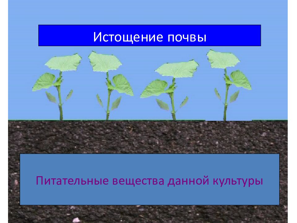 Питательные вещества в почве. Обеднение почвы питательными веществами. Истощение почвы. Питательные вещества в почве в почве.